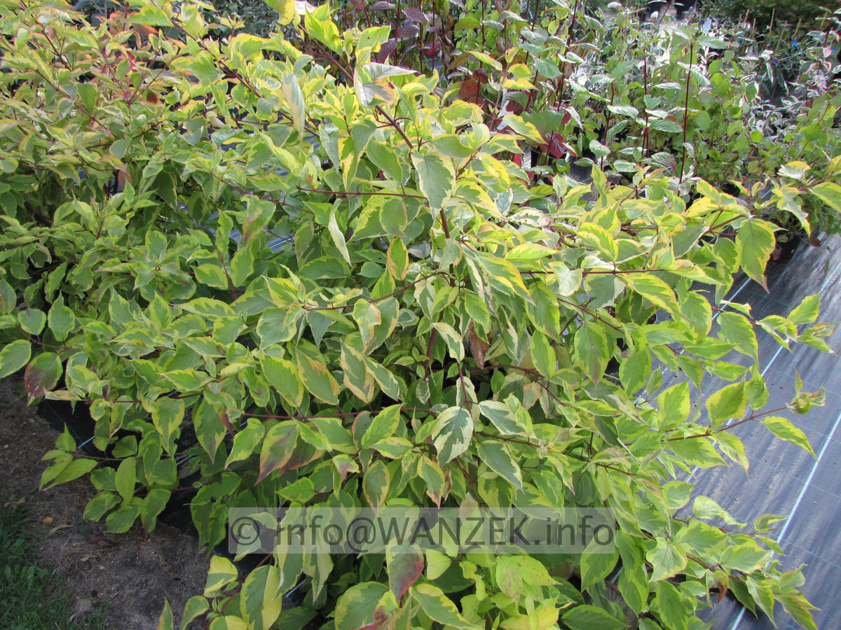 Cornus alba Gouchaultii - Sol.JPG